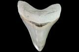 Serrated, Aurora Megalodon Tooth - Beautiful Enamel #90792-1